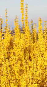 Саженец форзиции Миниголд в конт. С2 (НС)