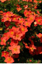 Саженец лапчатки Пинк Бьюти в конт. С2 (НС)