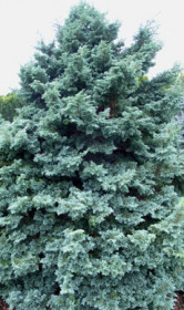 Саженец кипарисовника Булевуард в конт. С2 (НС)