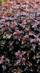 Саженец пузыреплодника Красный барон в конт. С2 (НС)