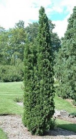 Саженец туи западной Дергут Спайр в конт. С2 (НС)