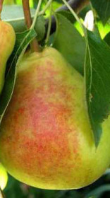 Саженец груши Супер летняя, ОКС (НС)