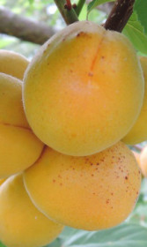 Саженец абрикоса Камея, ОКС (Новатор Сад КХ)