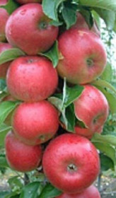 Саженец яблони колоновидной Антей Киевский, ОКС (НС)