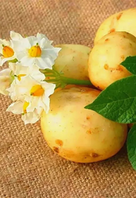 Картофель семенной Сорая