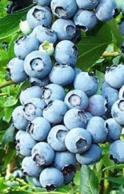 Саженец голубики Аврора в конт. С2, 2 года (С)