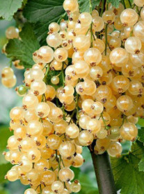 Саженец смородины белой Ютерборгская, ОКС, 2 года (П)