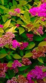 Саженец спиреи японской Голден Принцесс в конт. С2 (НС)