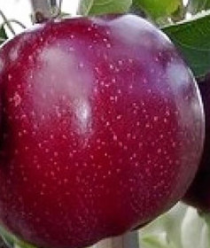 Саженец яблони Ред Принц, ОКС (НС)