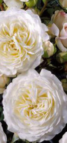 Розы саженцы флорибунда Ledreborg