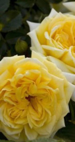 Розы саженцы флорибунда Nadia Meillandecor