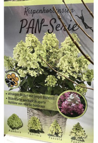 Саженец гортензии метельчатой Панзола (Panzola), 1 год, в цветной коробке, ОКС (ЗГ)