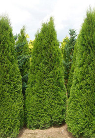 Саженец туи западной Колумна (Columna) в конт. С5 (НС)