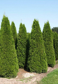 Саженец туи западной Брабант в конт. С2 (НС)