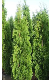 Саженец туи западной Спиралевидная (Spiralis) в конт. С2 (НС)