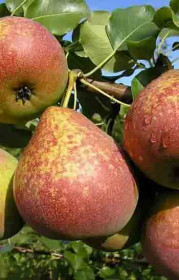 Саженец груши Мраморная, ОКС (НС)