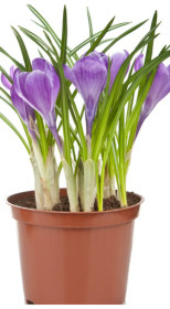 Растение Крокус в конт. Р9 (КХ Дудченко В.В.)