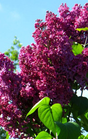 Саженец сирени День Победы в конт. С2 (Коллекция Русская сирень)(п)