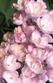 Саженец сирени Милосердие в конт. С2 (Коллекция Русская сирень)(п)