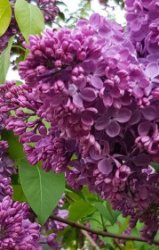 Саженец сирени Маршал Соколовский в конт. С2 (Коллекция Русская сирень)(п)