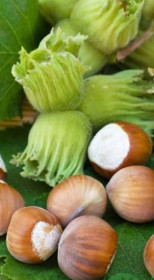 Саженец фундука Каталонский в конт. С5 (НС)