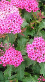 Саженец спиреи японской Криспа в конт. С2 (НС)