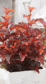 Саженец пузыреплодника Литл Анджел в конт. С2 (НС)