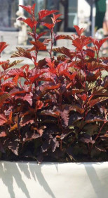 Саженец пузыреплодника Литл Джокер в конт. С2 (НС)