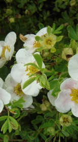 Саженец лапчатки Тилфорд Крим в конт. С2 (НС)