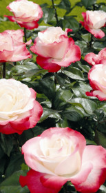 Розы саженцы чайно-гибр Nostalgia