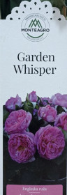 Розы саженцы английская Garden Whisper