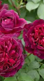 Розы саженцы английская Munstead Wood