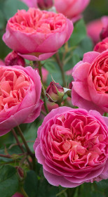 Розы саженцы английская Boscobel