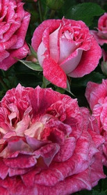 Розы саженцы на штамбе Let`s Celebrate