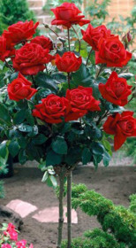 Розы саженцы на штамбе Lavaglut