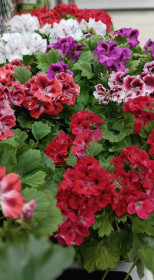 Растение Пеларгония королевская в конт. D11 (НП)