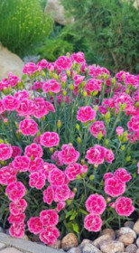 Рассада Гвоздика в конт. D12 (Цветочная ДиНастия)