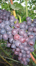 Саженец винограда Краса Никополя в контейнере (2 года) (Сад Помолейко А.В. КФХ)
