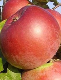 Саженец яблони Алеся, 2 года, ОКС (НС)