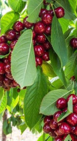 Саженец черешни Виола, ОКС (СП)