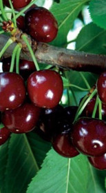 Саженец черешни Санберст, ОКС (СП)