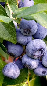 Саженец голубики Ханна Чойс конт. С2, 2 года (ГО)