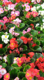 Растение Бегония вечноцветущая в конт. Р8 (НП)