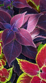 Растение Колеус в ассортименте в конт. Р9 (НП)