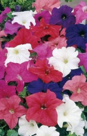 Растение Петуния в конт. Р8 (НП)