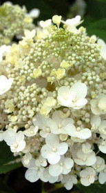 Саженец гортензии метельчатой Бейби лейс в конт. С5 (НС)