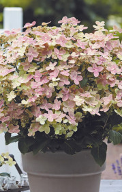 Саженец гортензии метельчатой Полестар в конт. С5 (НС)