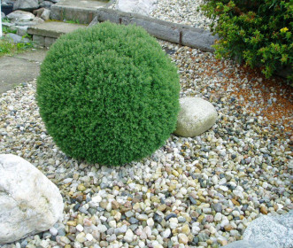 Саженец туи шаровидной Тедди в конт. С2, 2 года (КП)