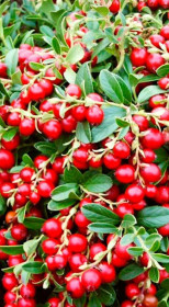 Саженец брусники садовой Амерланд в конт. Р9, 2 года (КП)