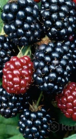 Саженец ежевики бесшипной Стэфан в конт. Р9 (ПЦ)